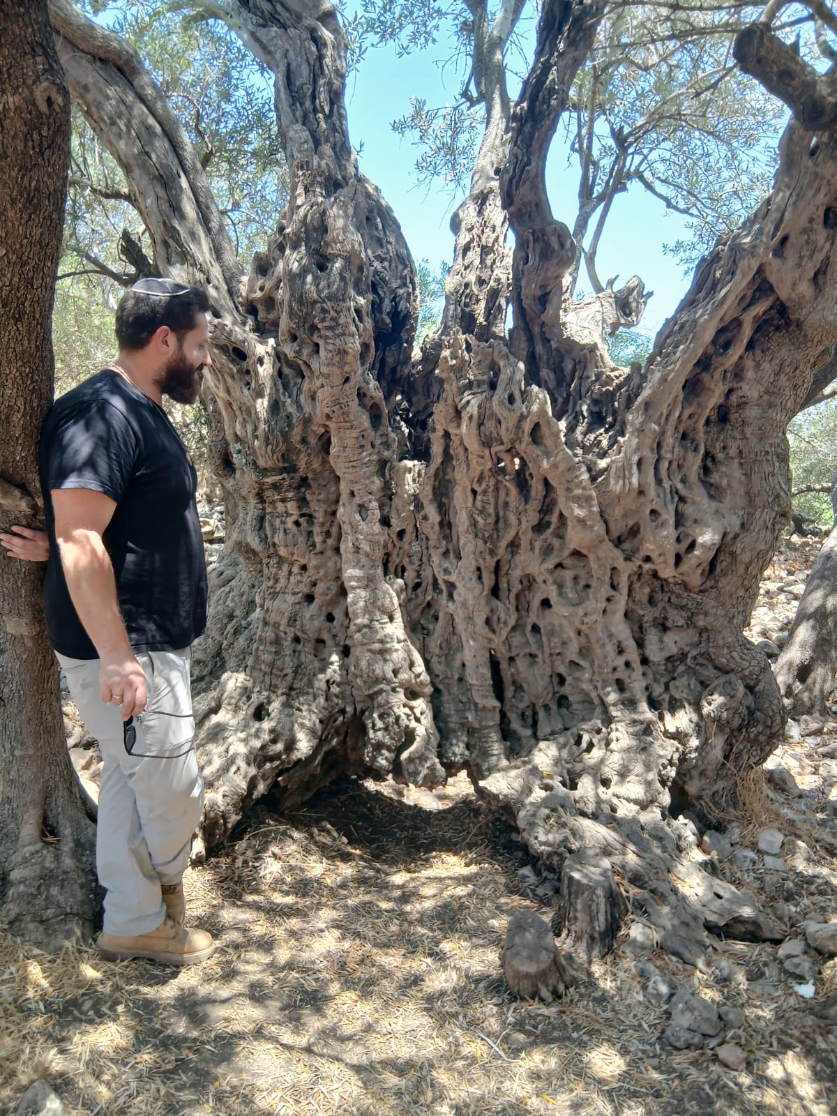 טוביה הגנן